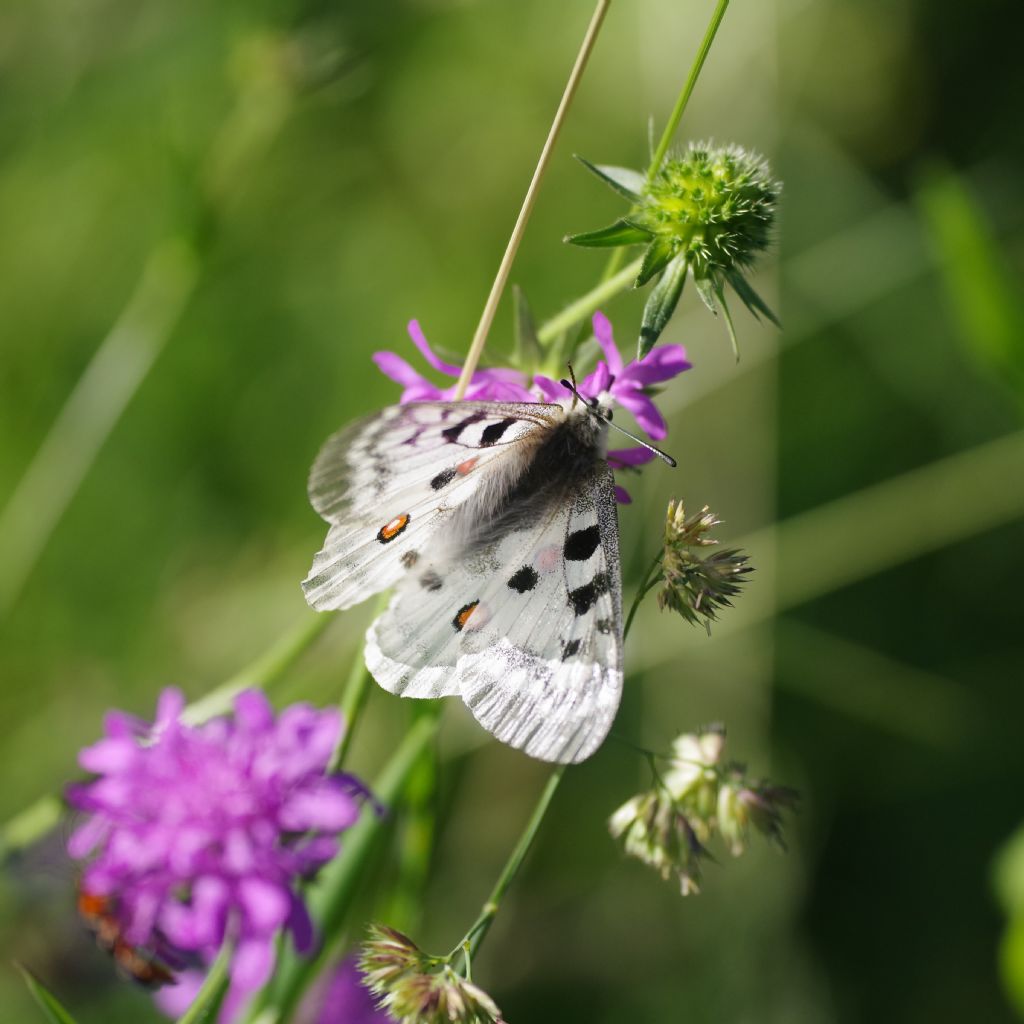 Parnassius apollo